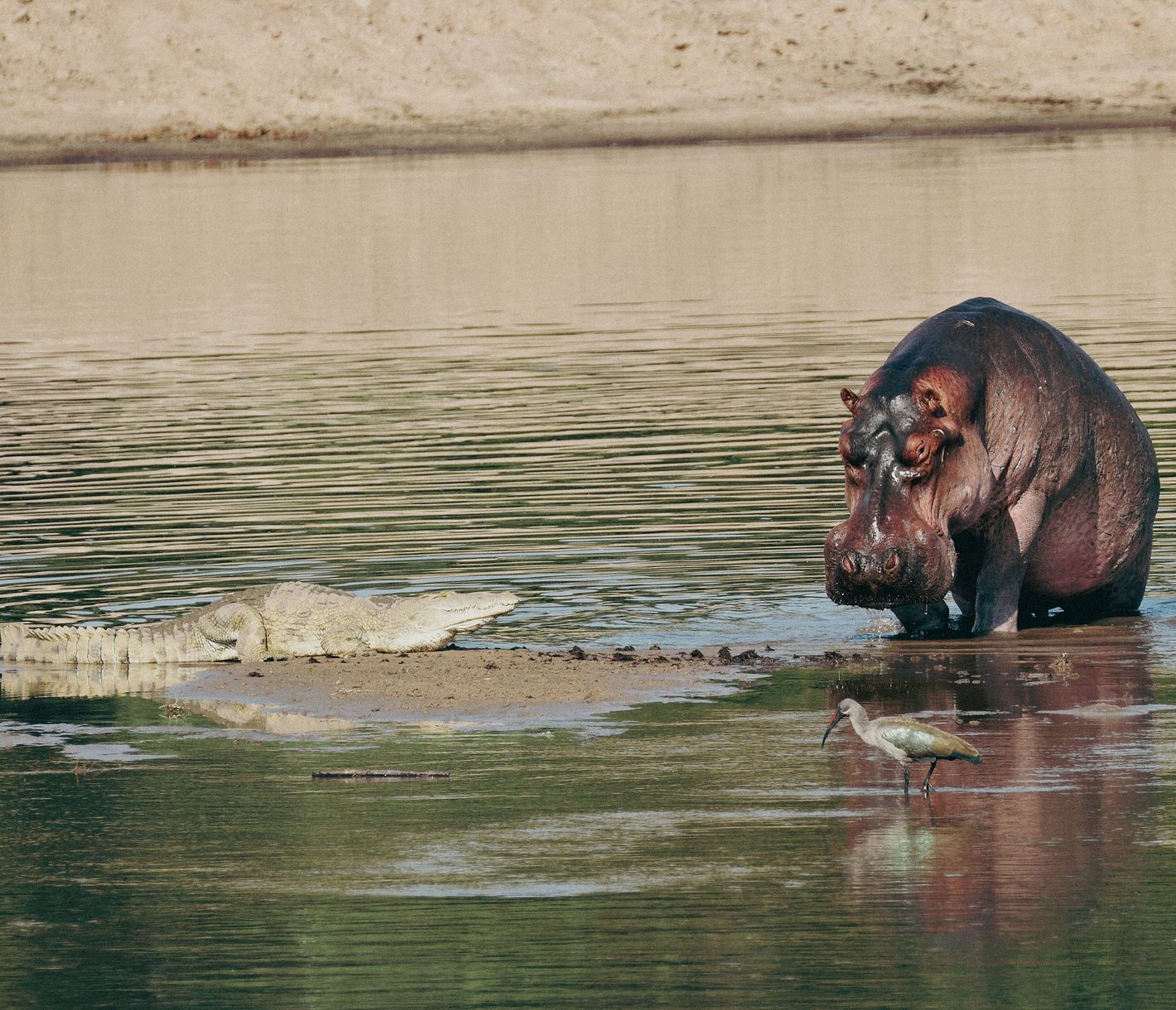 Krokodil und Flusspferd am Luangwa-Fluss