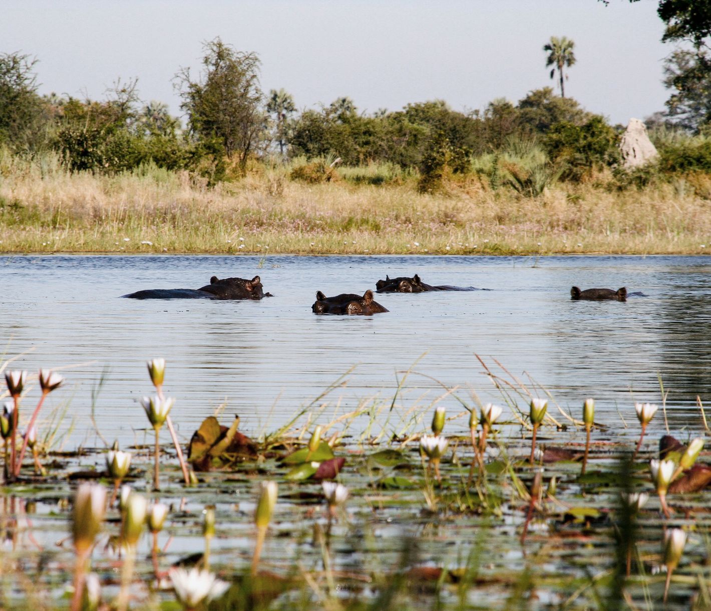 Flusspferde sind keine guten Schwimmer