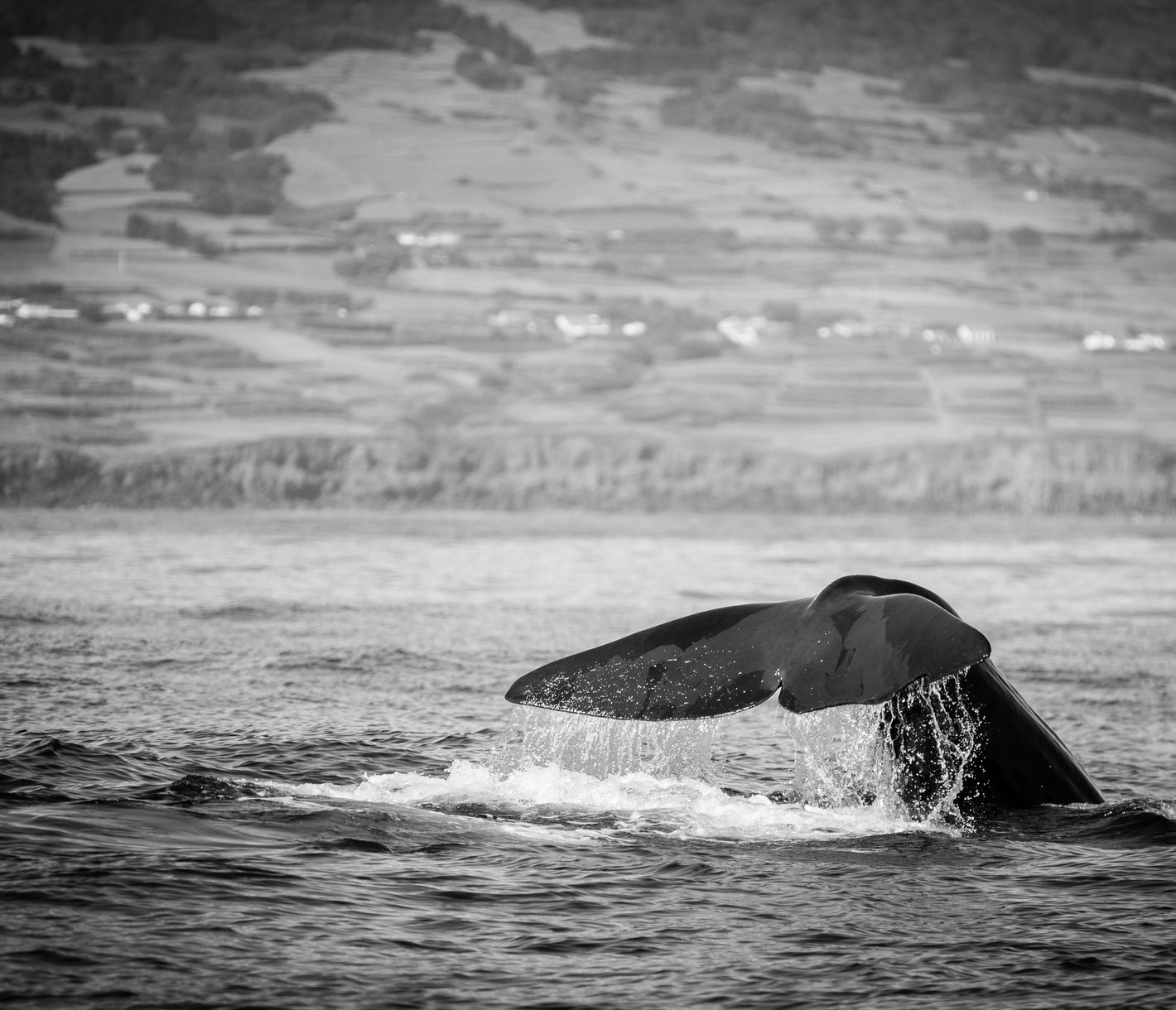 Schwanzflosse eines Pottwals vor der Insel Faial