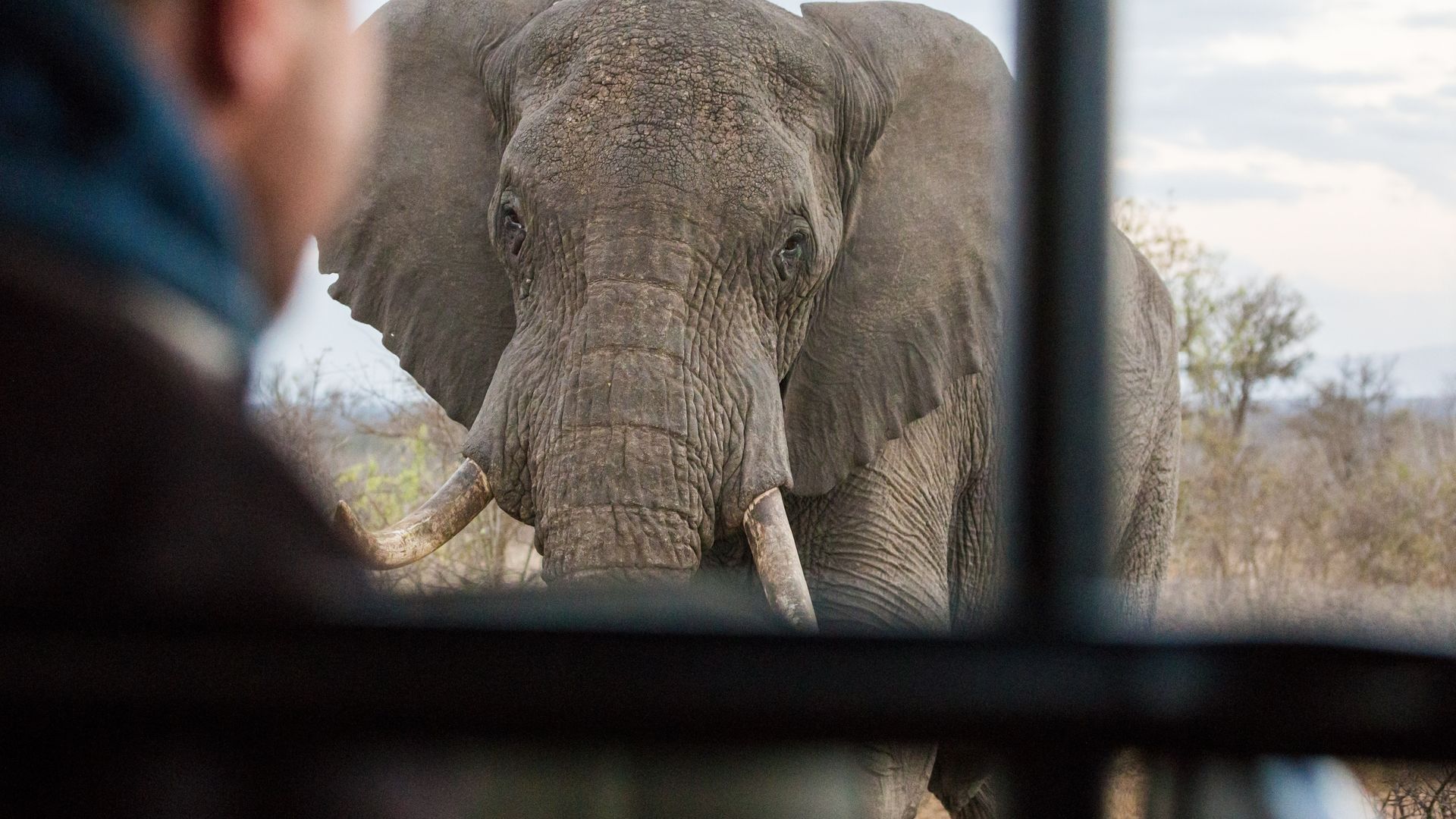 Elefant beobachtet das Safari-Fahrzeug