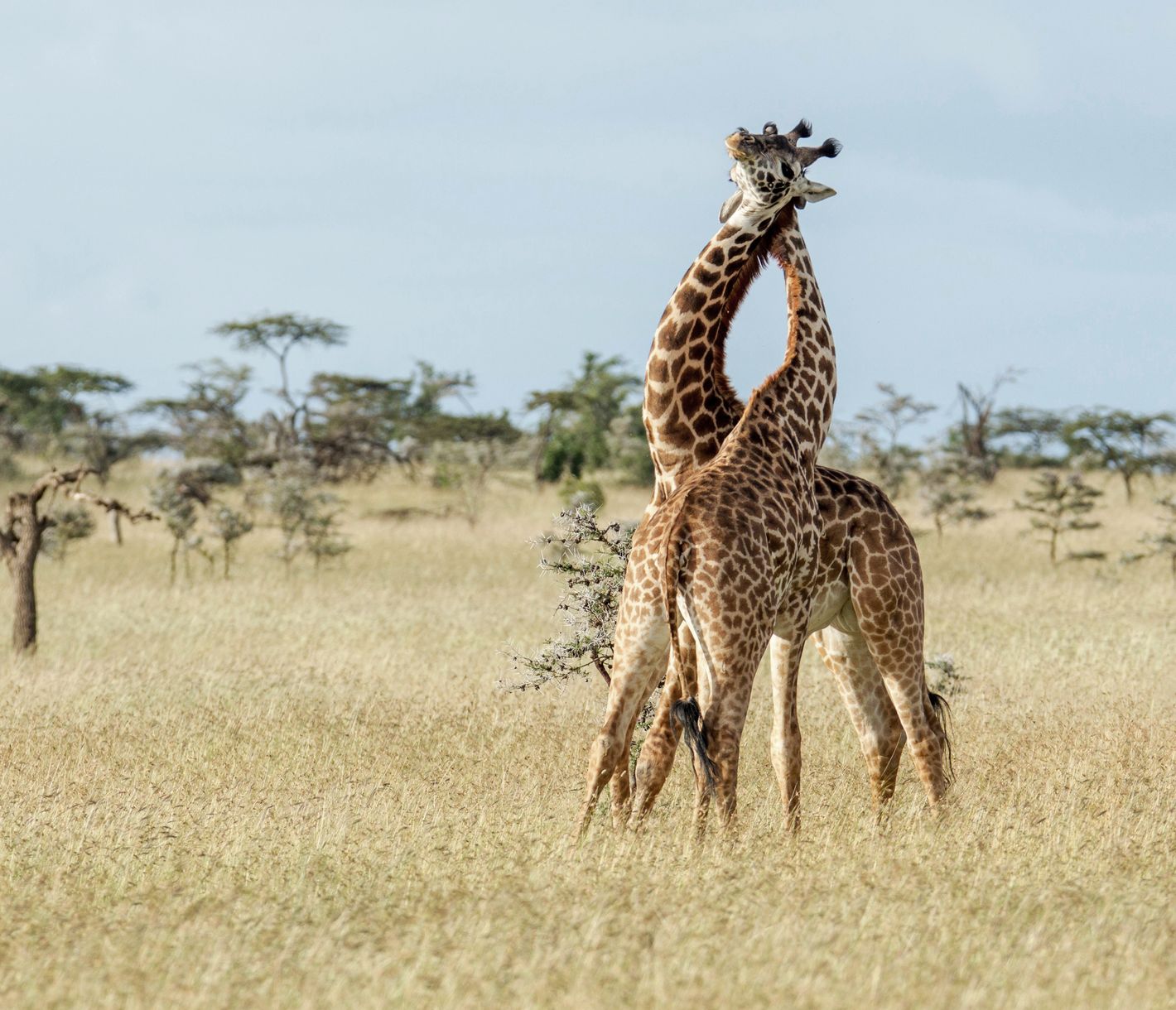 Zwei männliche Masai-Giraffen im Kampf in der Naboisho-Conservancy