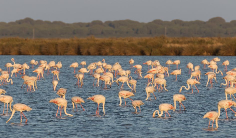 Nationalpark Doñana
