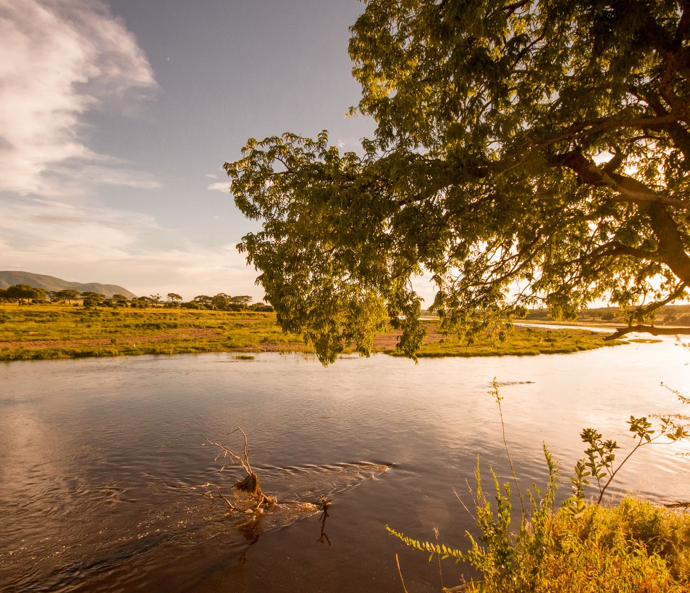 Tamarinden-Baum am Ufer des Ruaha-Flusses im Ruaha-Nationalpark