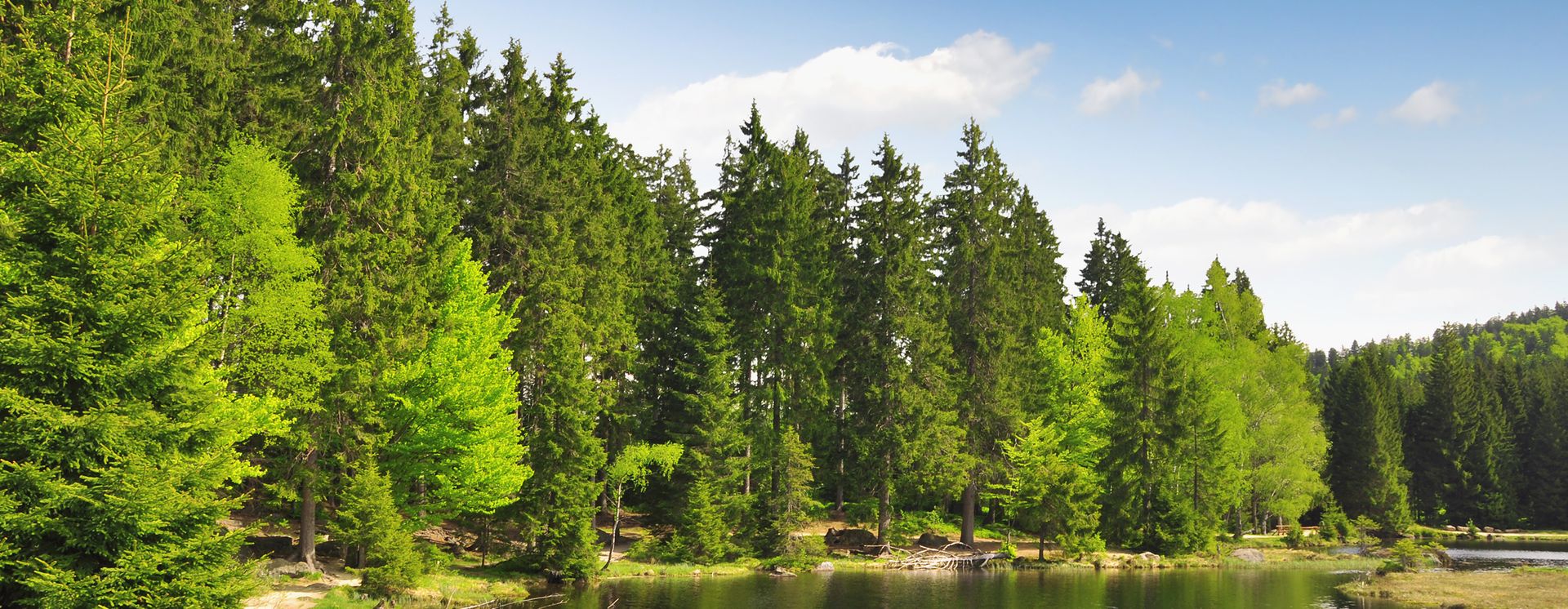 Petit lac dans la forêt bavaroise