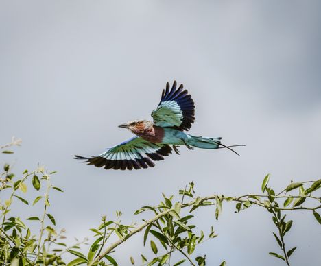 Die bunt glänzende Gabelracke fliegt im Sonnenschein von Baum zu Baum