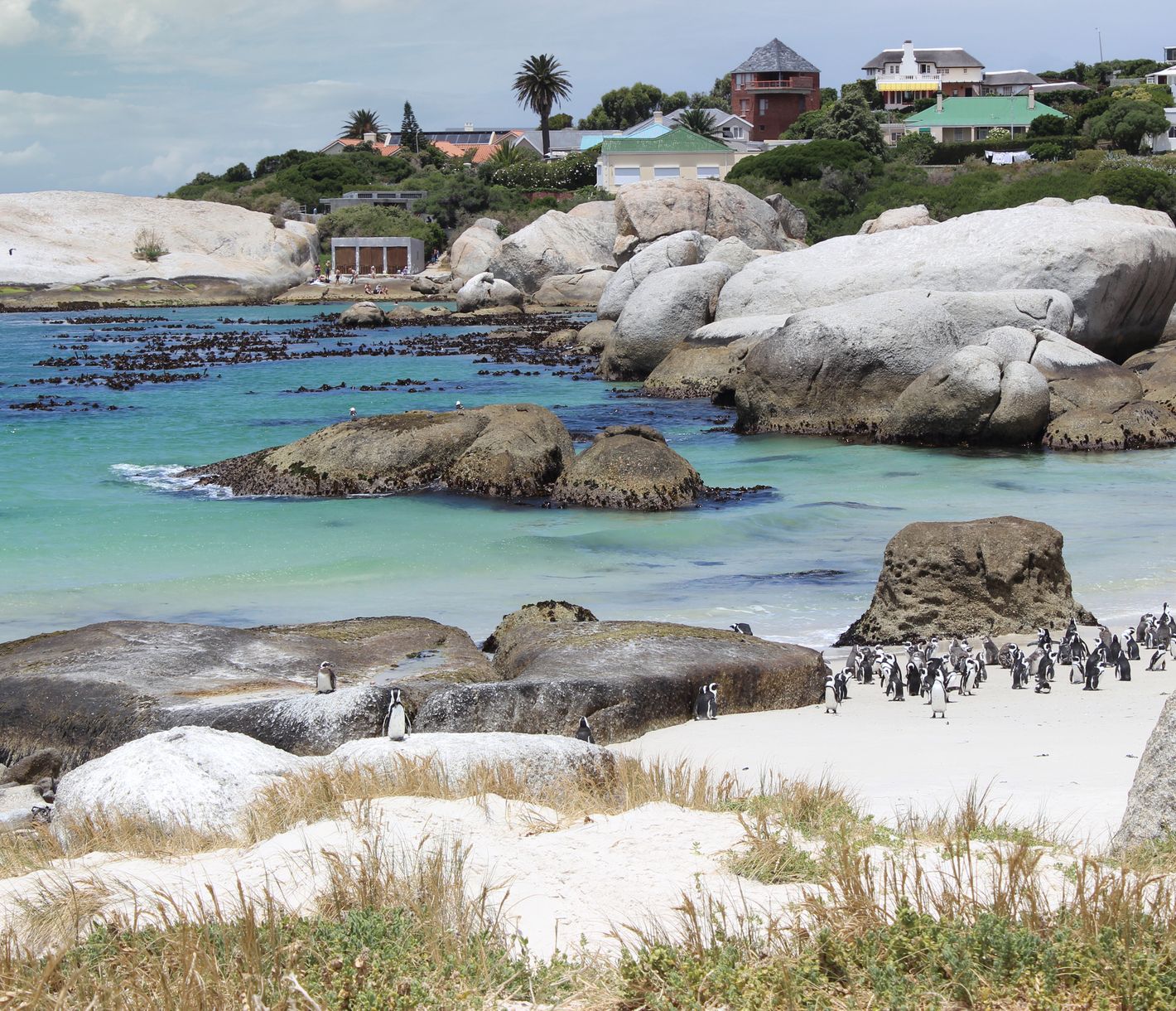 Pinguine am Boulders Beach bei Simons Town