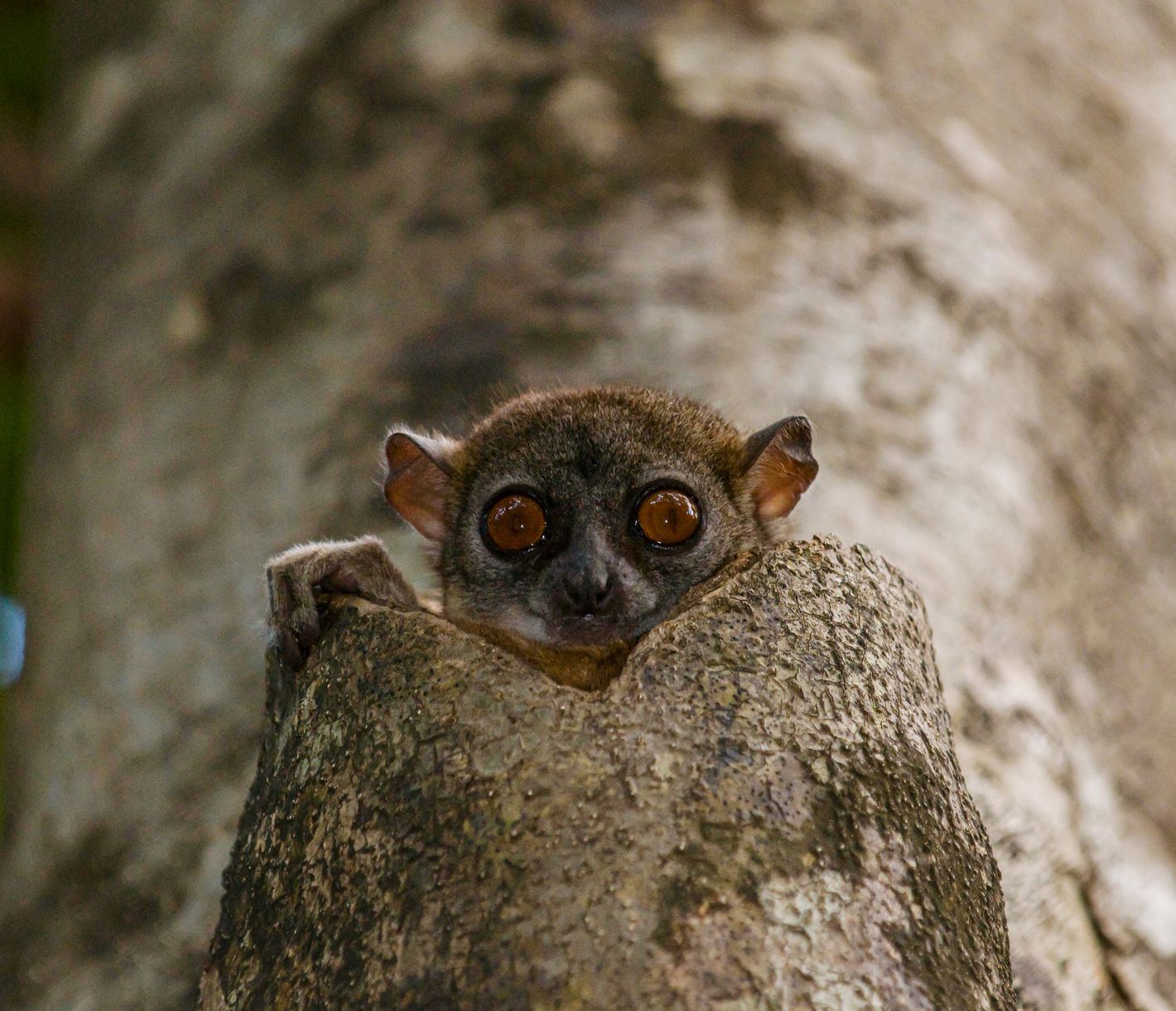 Schau mir in die (Ankarana-Wieselmaki-)Augen, Baby!