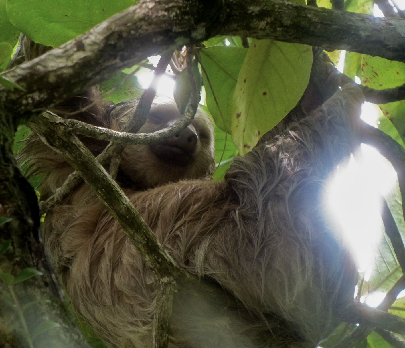 Auf der Suche nach Faultieren in den Baumkronen im Nationalpark Manuel Antonio