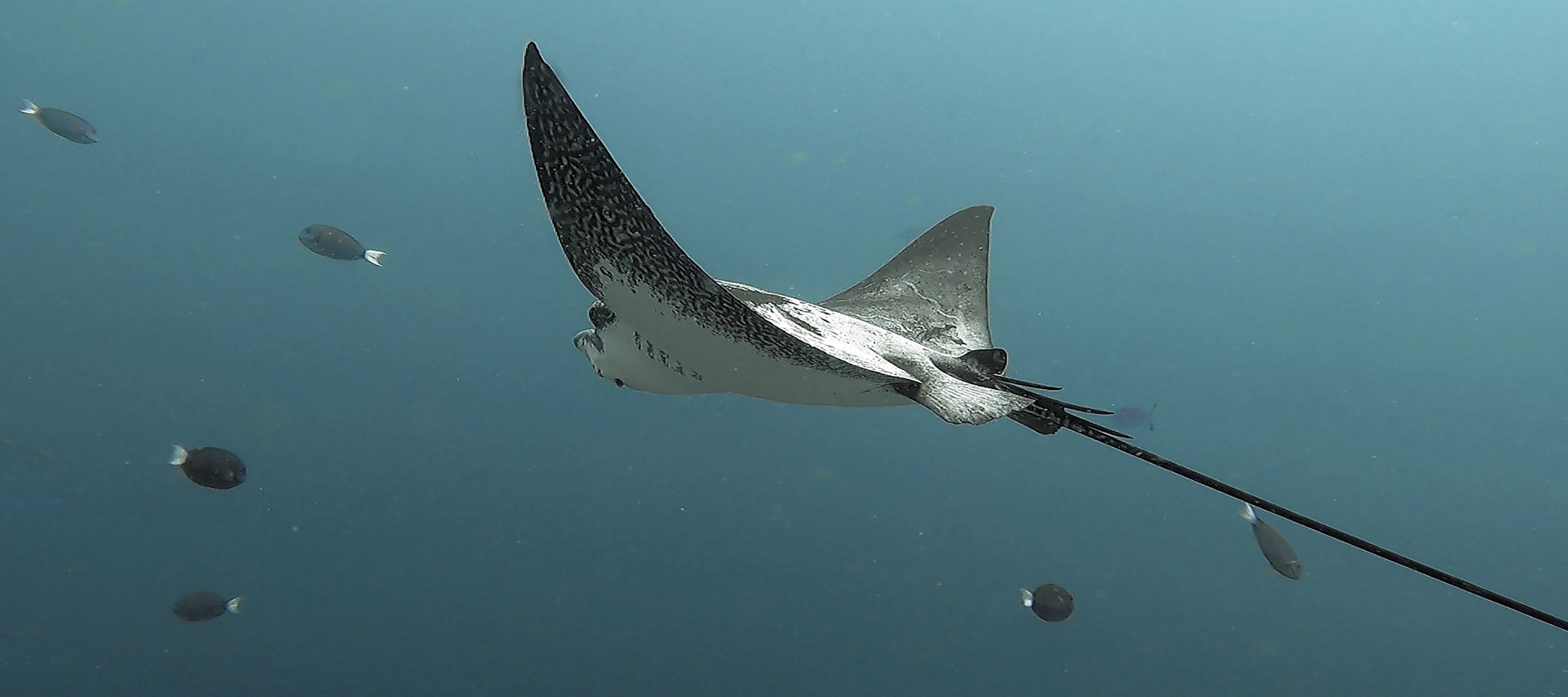 Der Adlerroche fliegt gemächlich und friedlich durch das türkise Wasser.