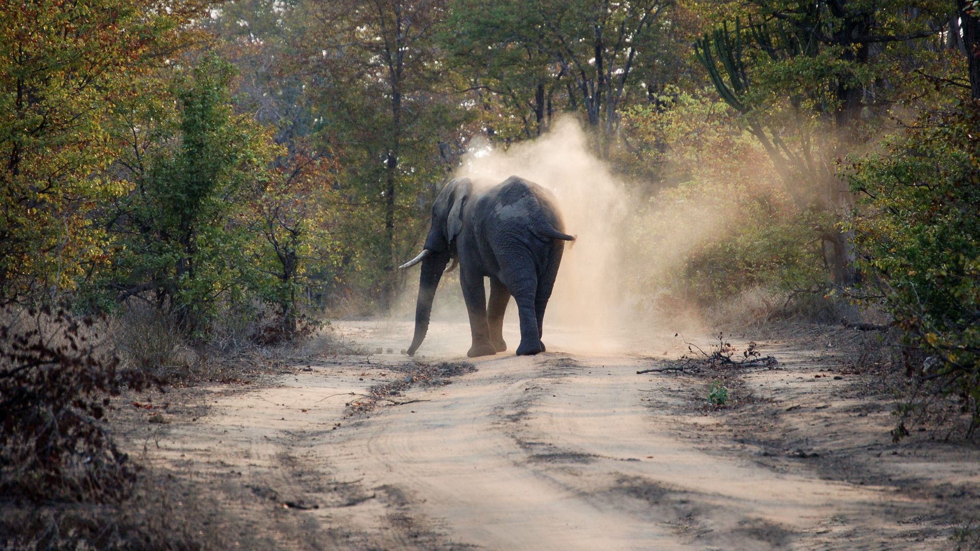 Von Elefanten über Löwen bis hin zu Nashörnern – die Magie der Safari wirkt.