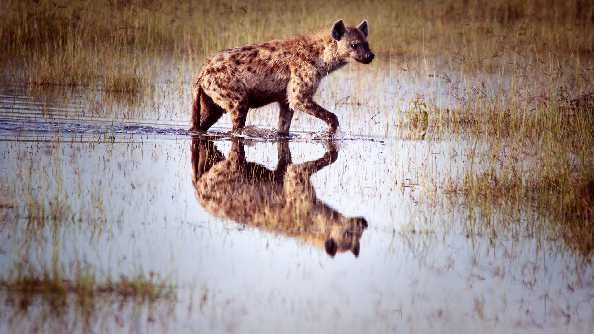 Eine Tüpfelhyäne auf Streifzug durch die Masai Mara