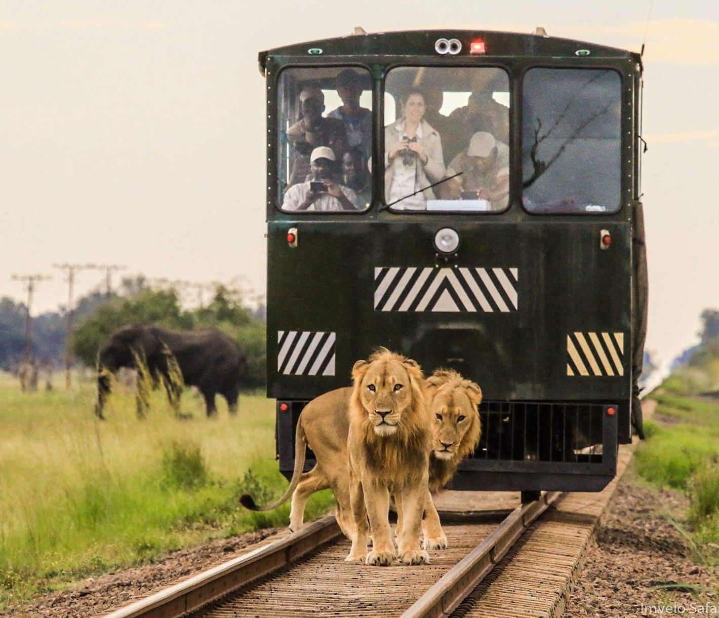 Ein Löwe stoppt den Elephant Express