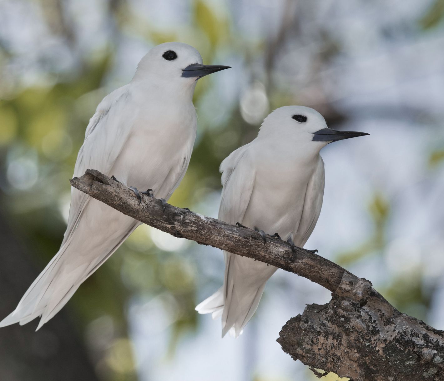Feenseeschwalbenpaar auf einem Ast auf Cousin Island