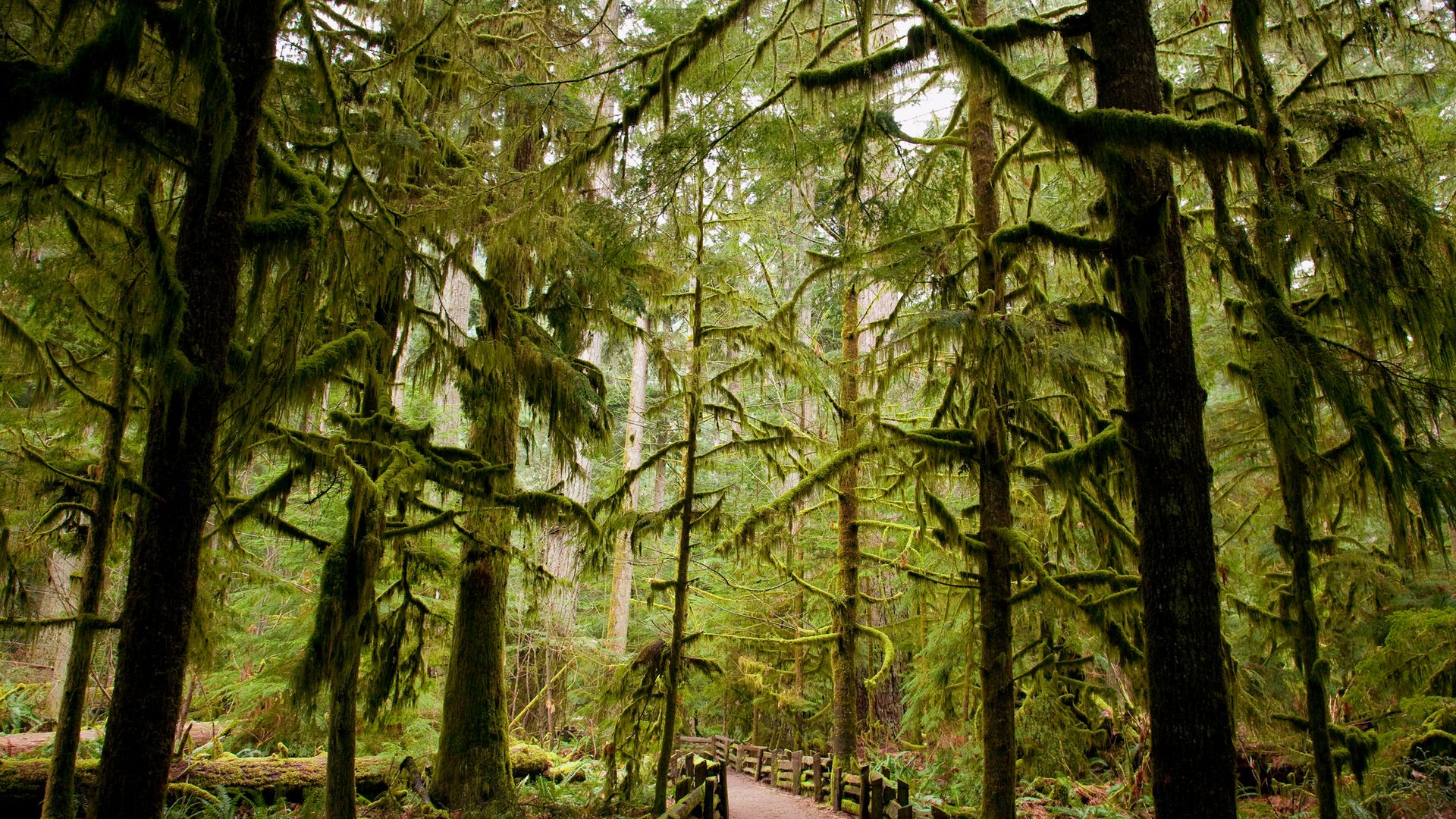 Sur l’île de Vancouver, un arrêt à Cathedral Grove s’impose.