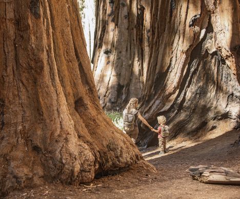 Le Parc National de Sequoia impressionne par ses arbres comptant parmi les plus grands du monde.