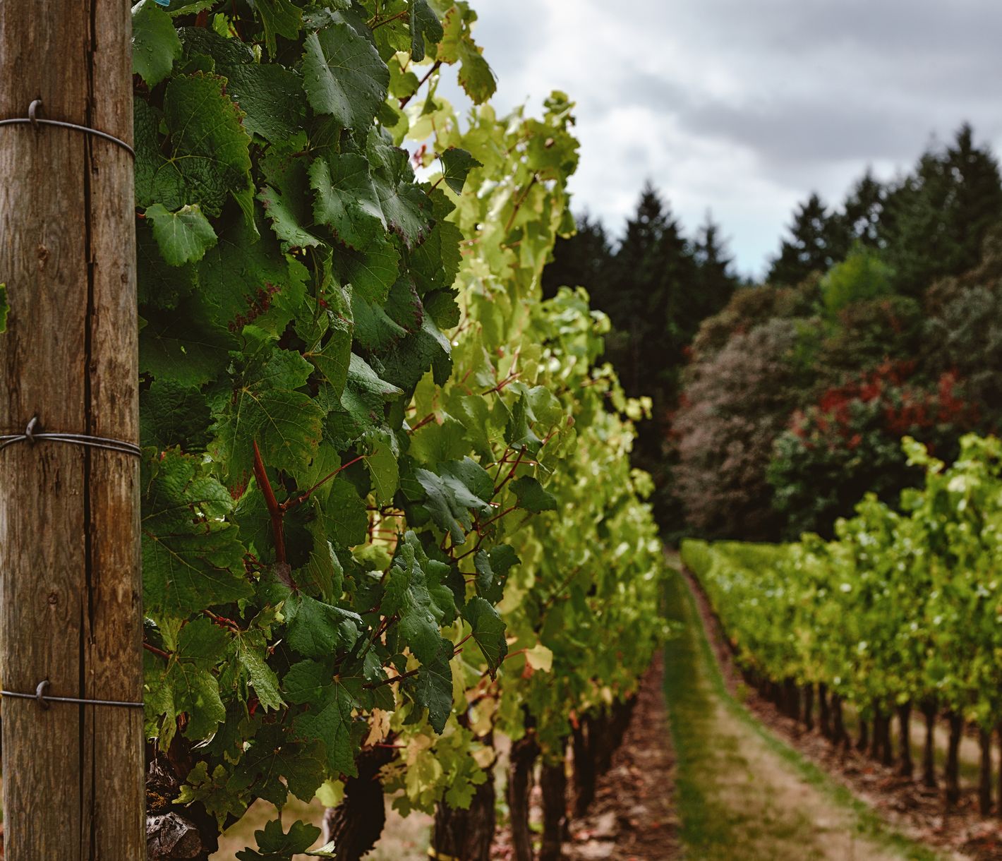 Das Willamette Valley ist weltbekannt für seine herausragenden Weine.
