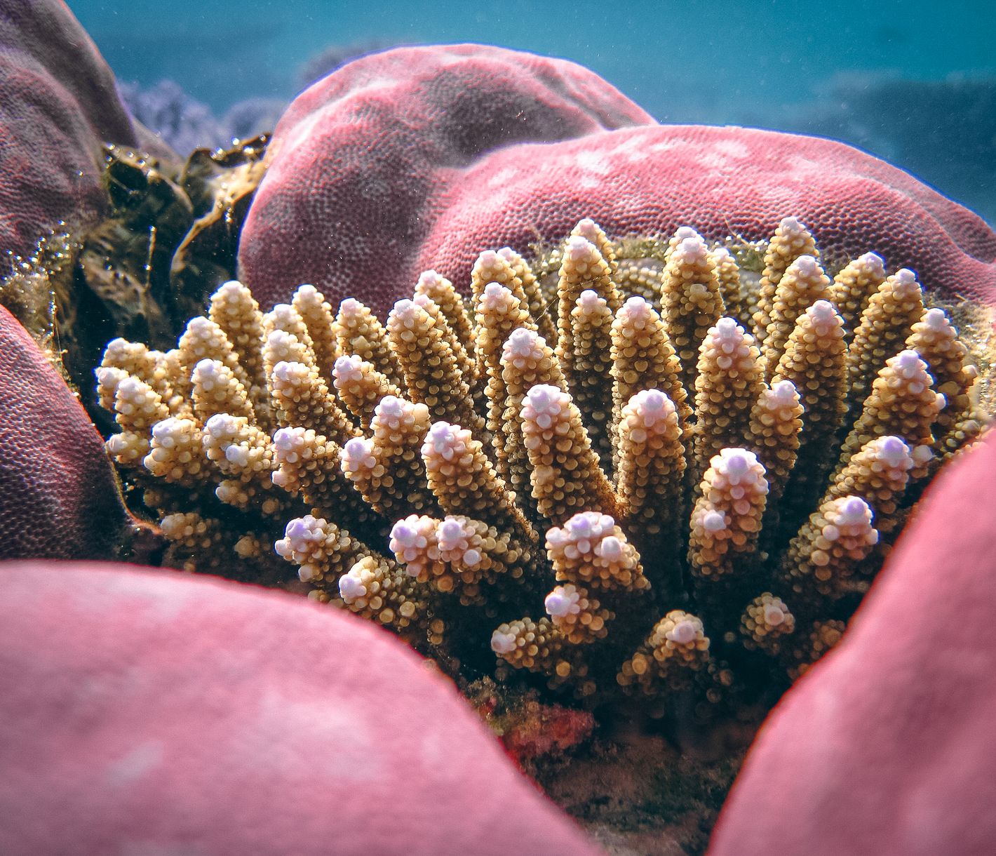 Bunte Korallenriffe: ein einzigartiges Ökosystem unter Wasser