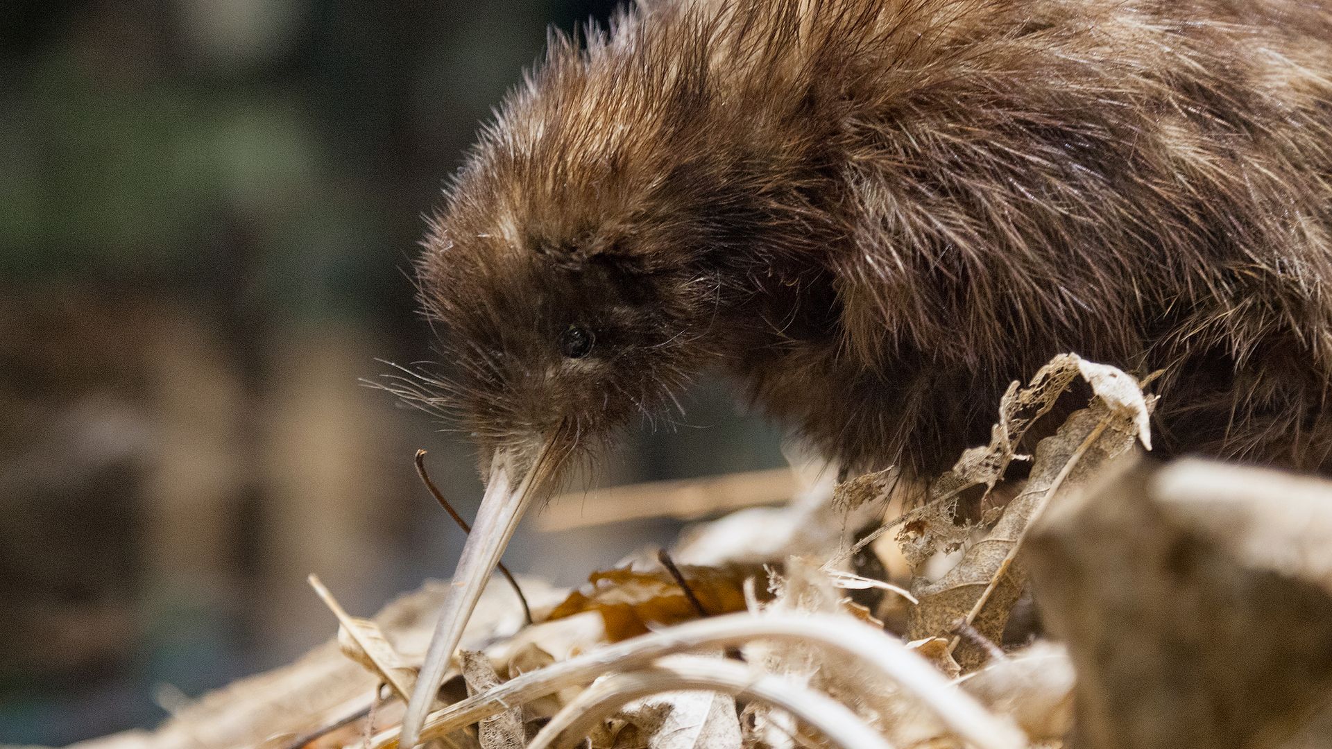 Der Vogel ohne Flügel