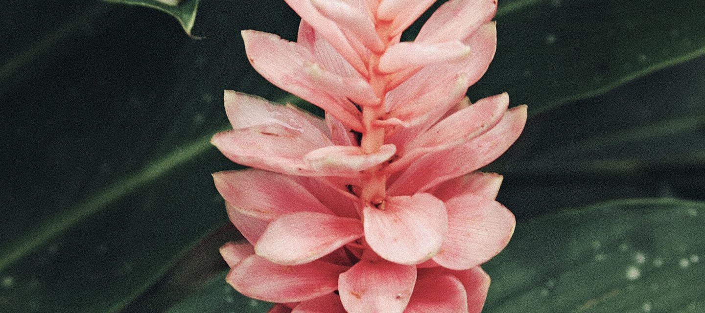 Jamaikanischer Roter Ingwer in kräftigem Pink