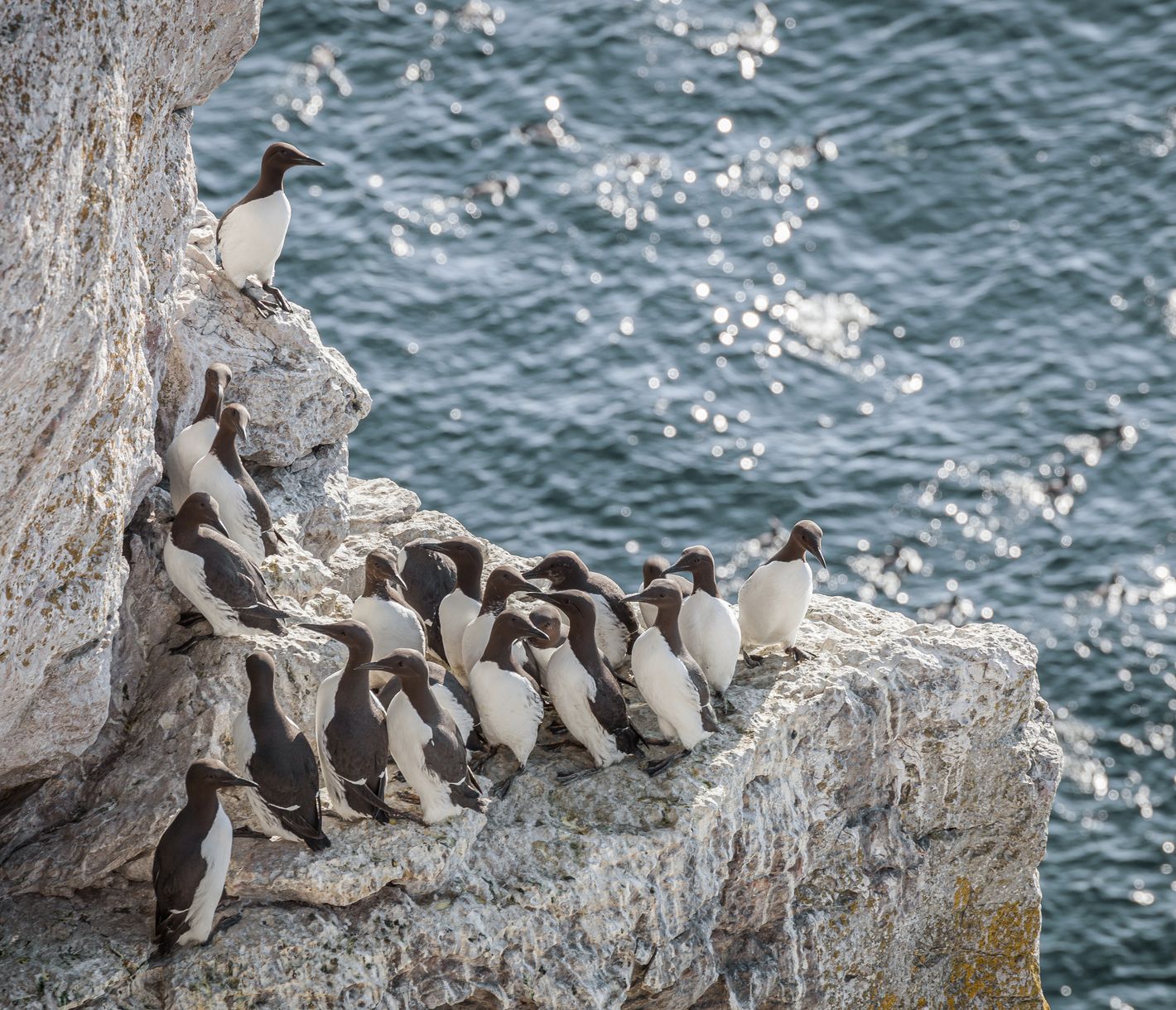 Putzige Tollpatsche, aber dennoch ganz schön clevere Kerlchen