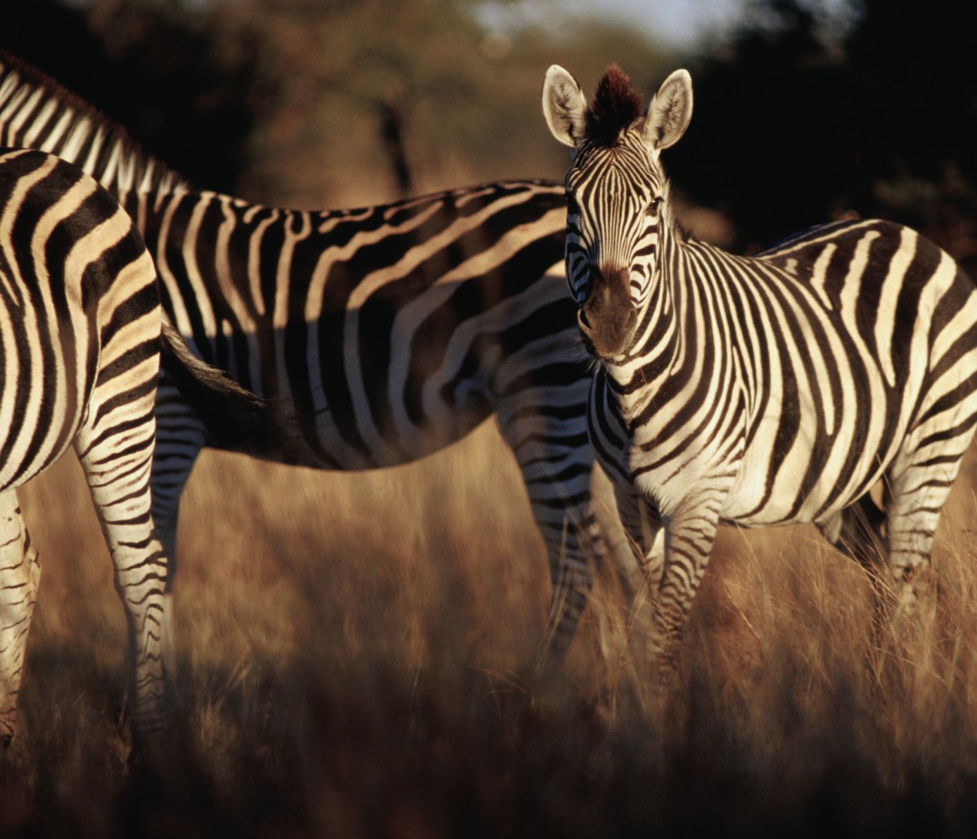 Burchell-Zebras bei Sonnenuntergang im Hwange-Nationalpark