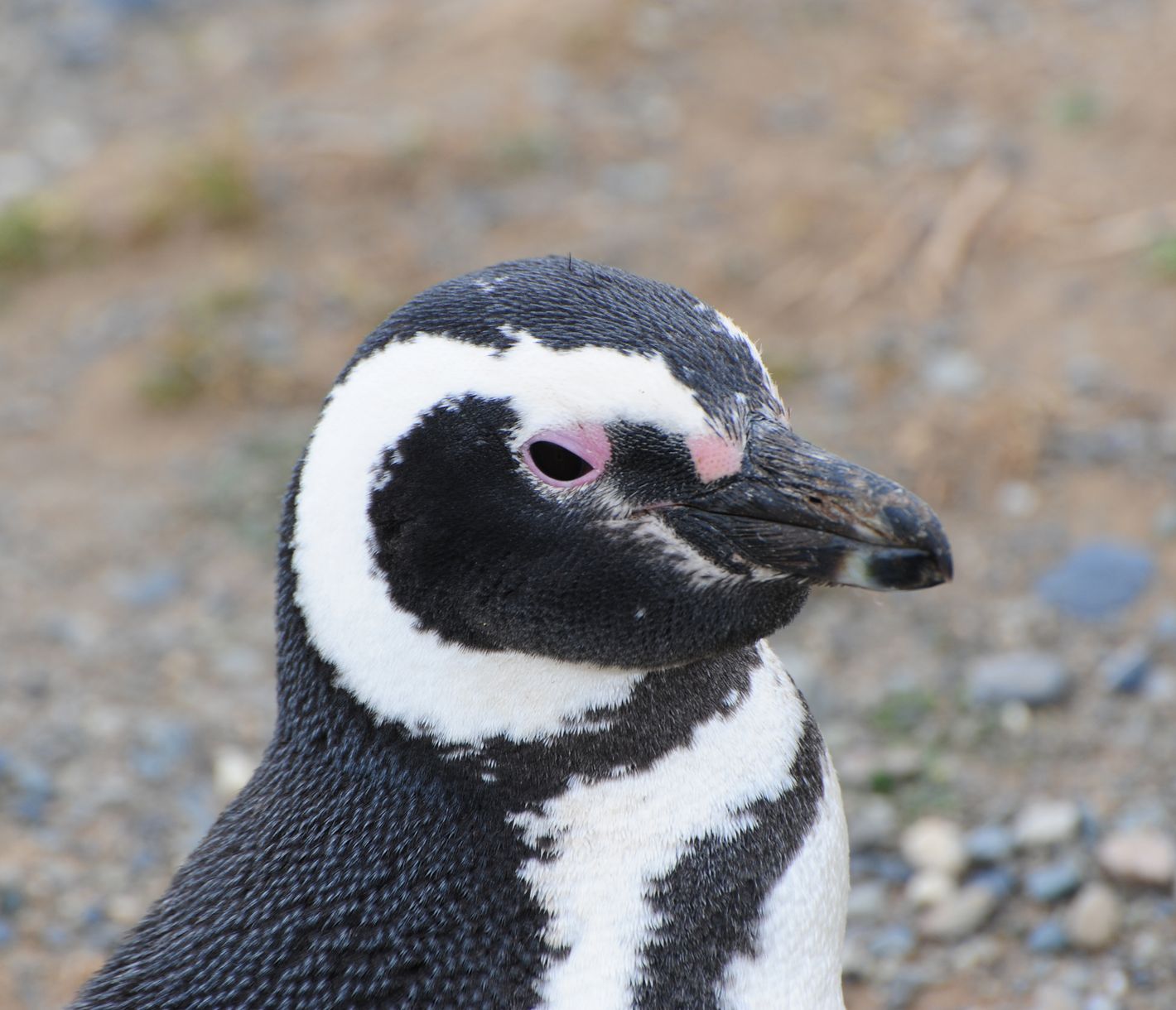 Magellan-Pinguin auf der Islote Conejos, Chiloé.