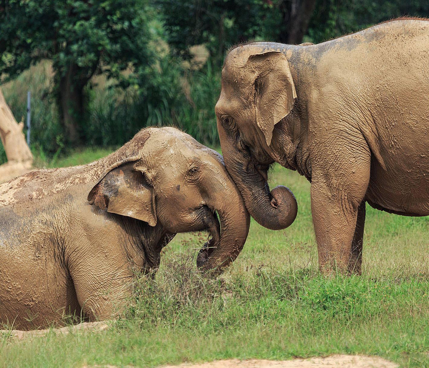 Elefanten im Elephant Hills Camp beim genüsslichen Bad im Schlamm