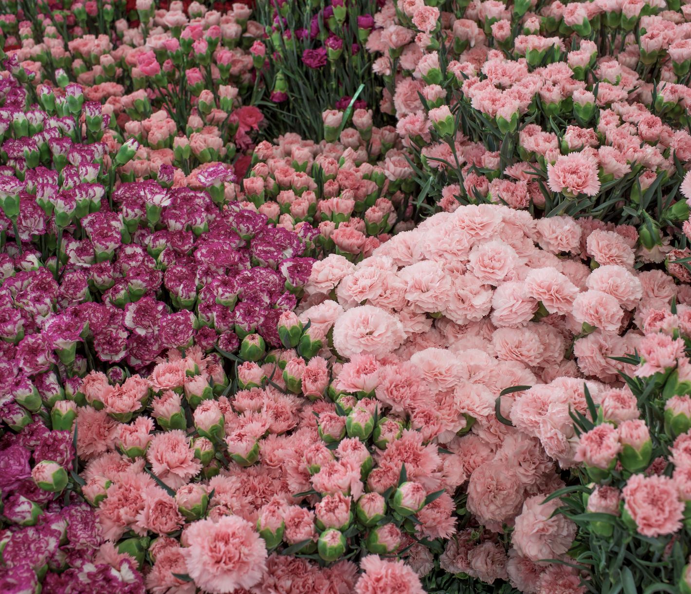 Der Dounan-Blumenmarkt in Kunming ist einer der grössten Blumenmärkte Asiens und absolut sehenswert.