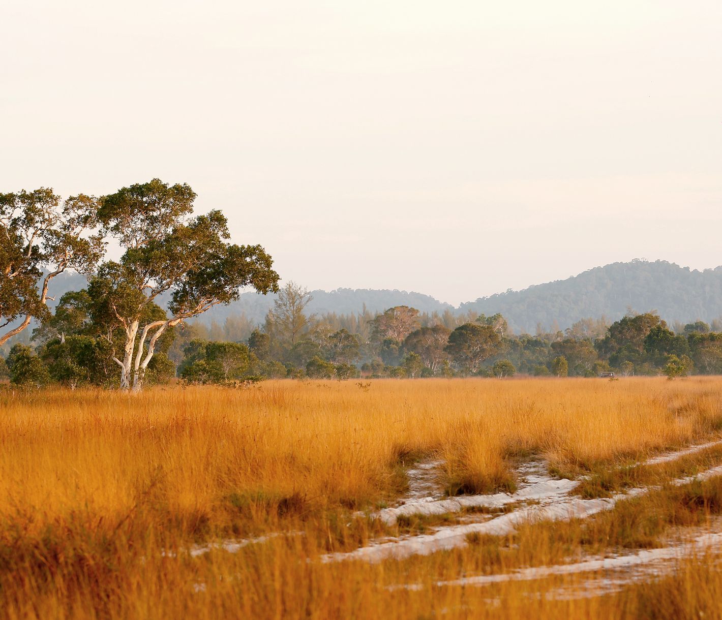 Outside of Africa – die Savannenlandschaft der Insel Koh Phra Thong