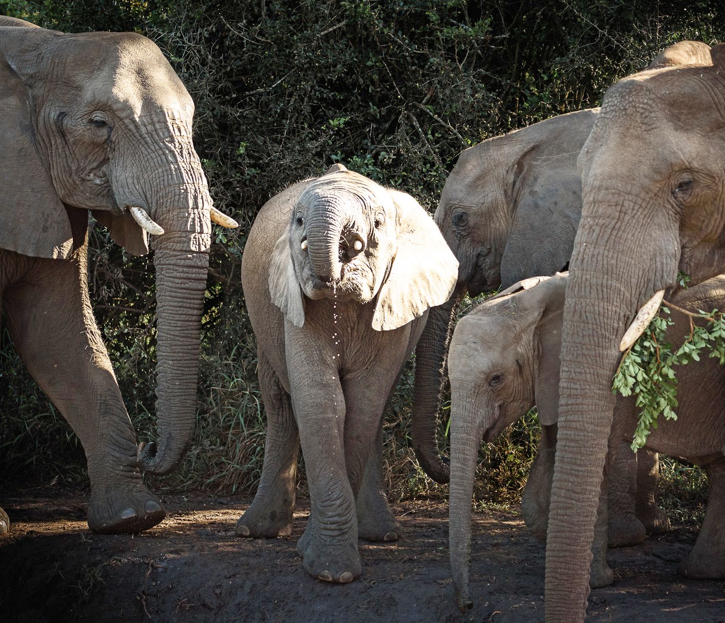 Elefanten im Hluhluwe-Wildreservat beim Wassertrinken