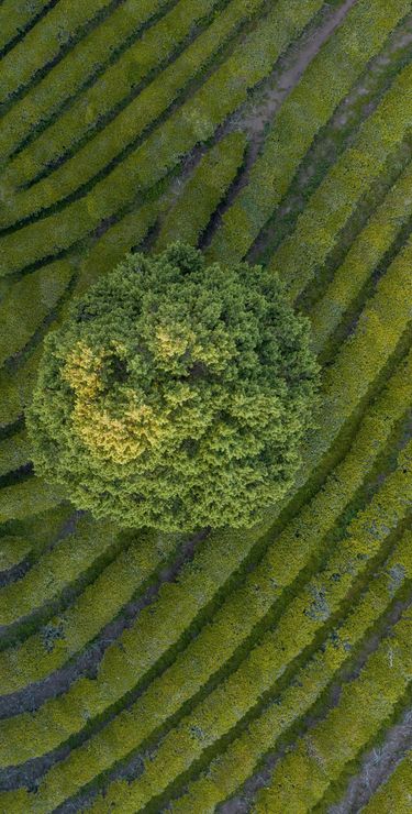 Südkorea Reisen - Teeplantagen in Boseong