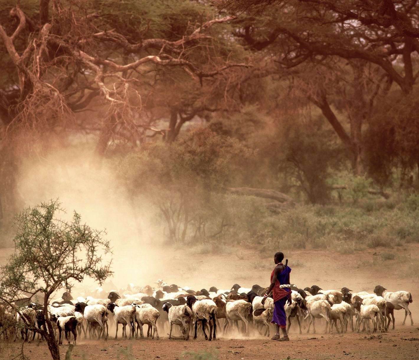 Masai und Samburu: zwei Völker mit ähnlicher Lebensweise als Viehzüchter