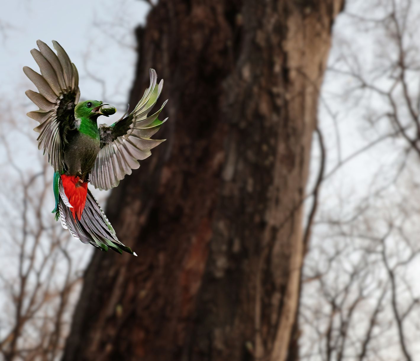 Dem sagenumwobenen Quetzal auf der Spur