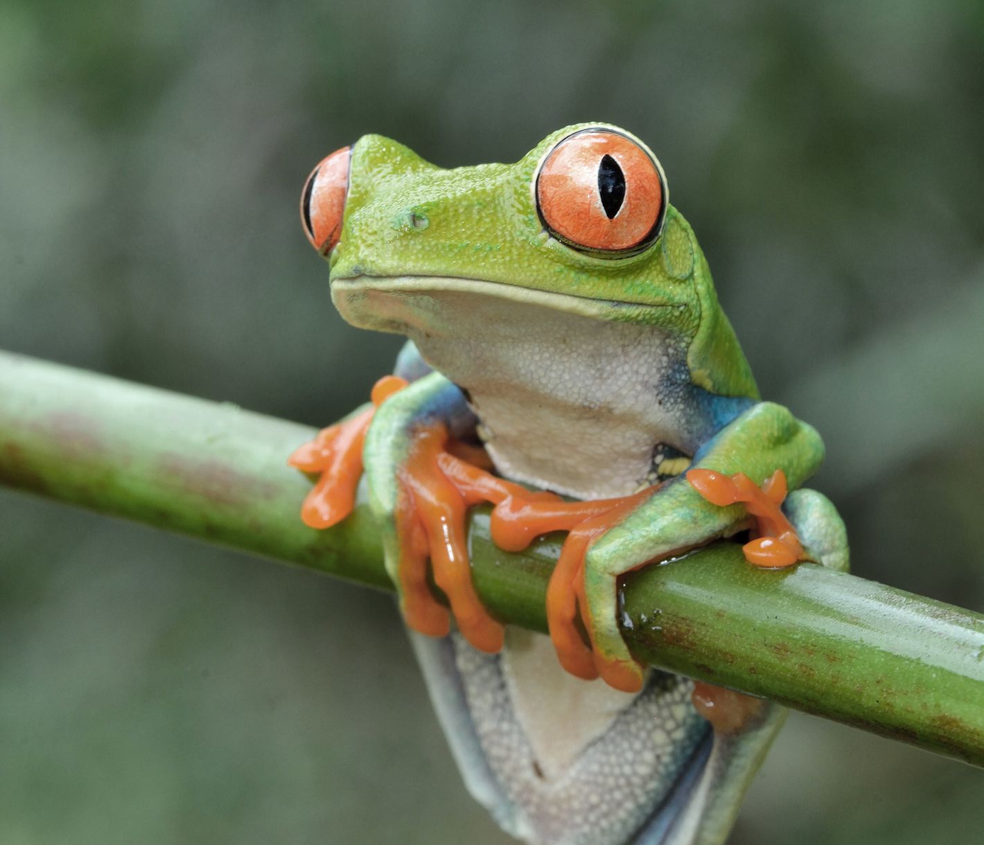 Cocovado-Nationalpark