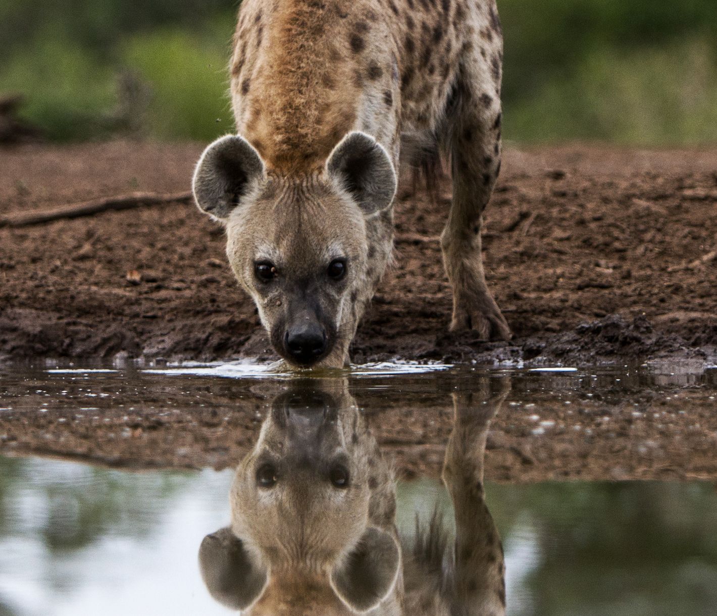Eine Tüpfelhyäne und ihr Spiegelbild