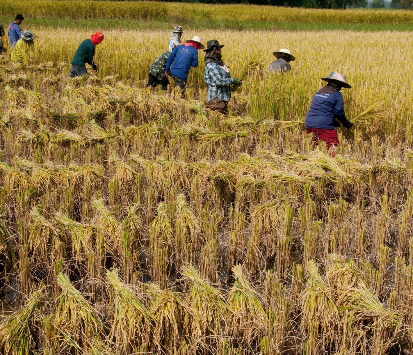 Bauern der Tai Dam bei der Reisernte im Dorf Ban Na Pa Nat im Isan