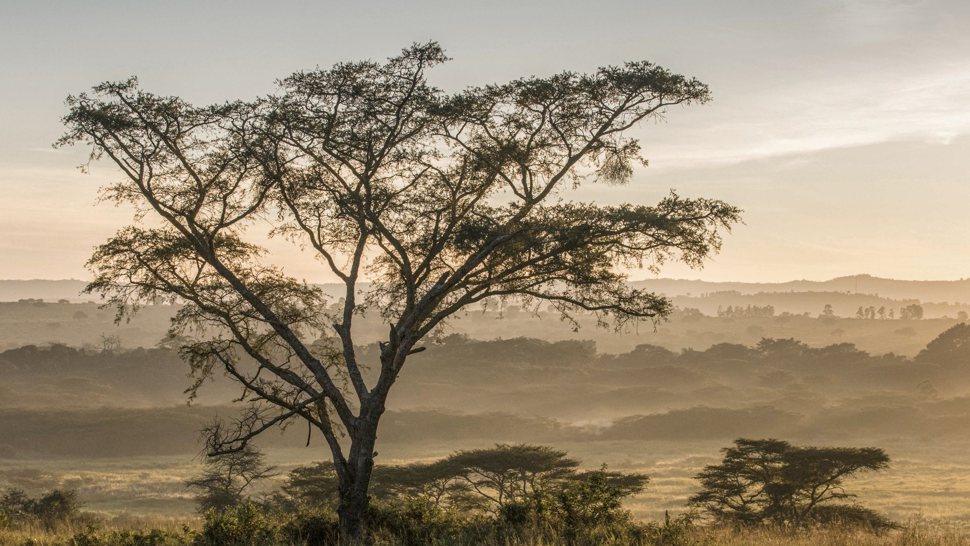 Paysage du secteur d'Ishasha dans le Parc National Queen Elizabeth