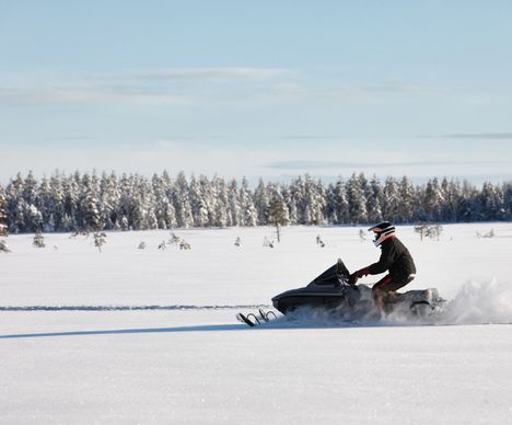 Rentiere im Schnee an einem kalten Wintertag