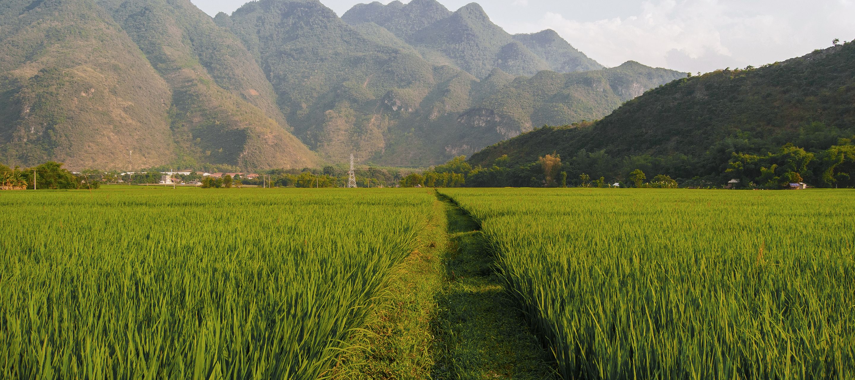 Das grüne Mai-Chau-Tal liegt unweit von Hanoi und lädt zu einer Wanderung durch die Reisfelder ein.