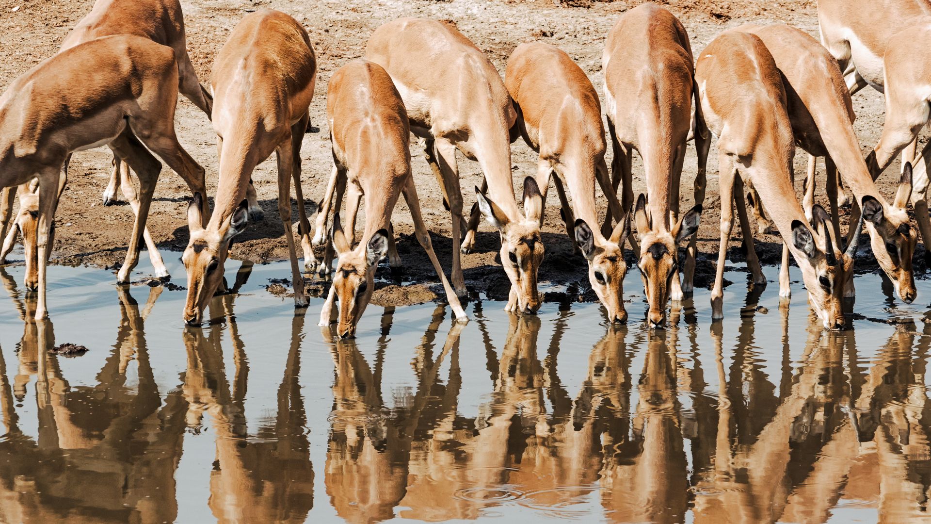 Groupe d'impalas buvant de l'eau
