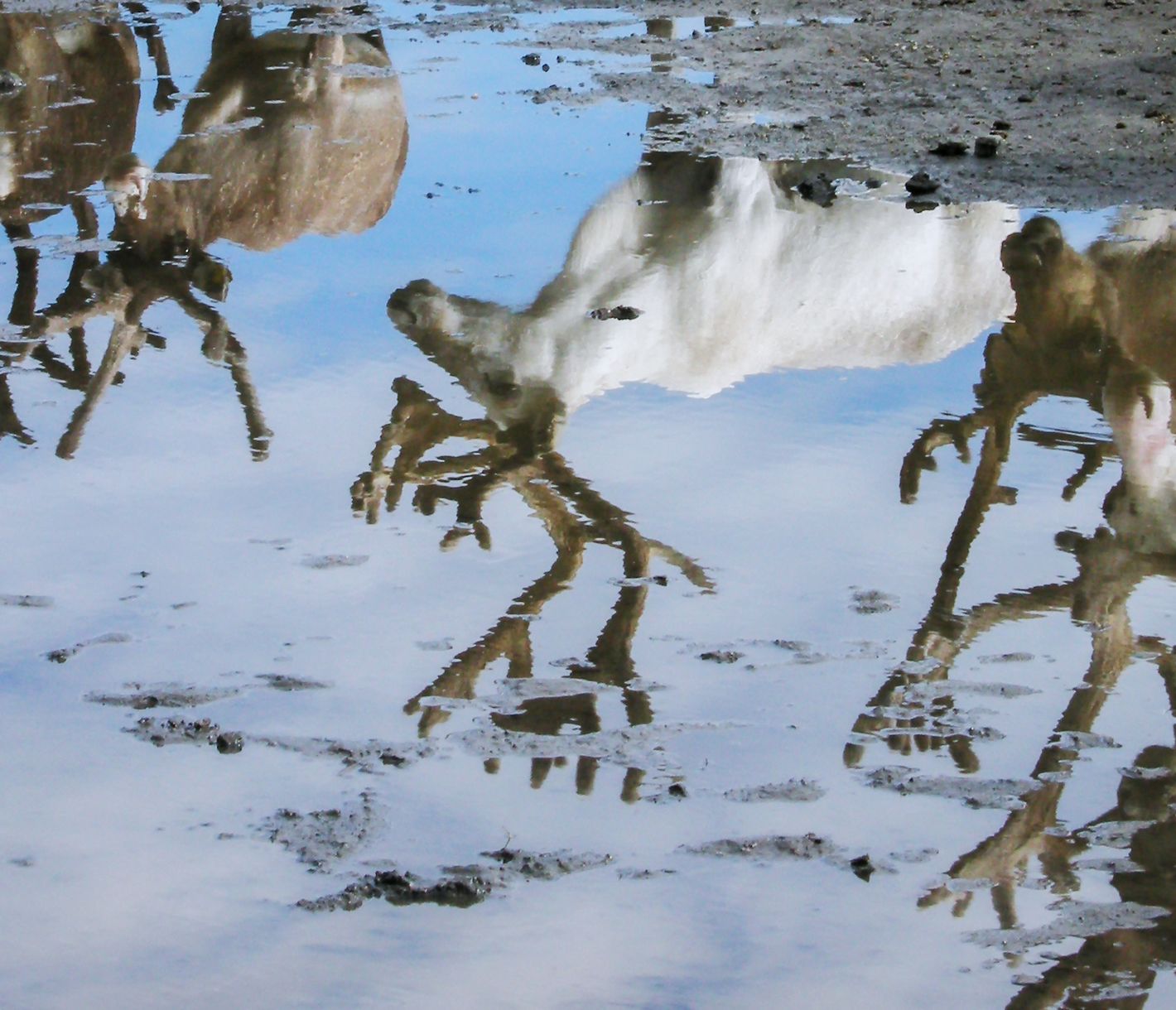 Sami-Familie und Rentierfarm