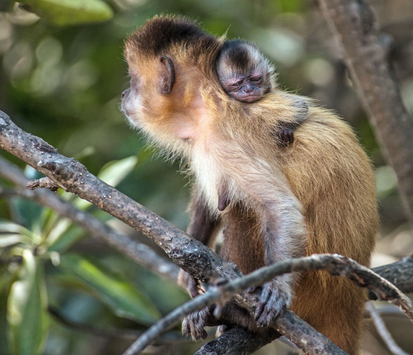 Le « Sapajou ! » du capitaine Haddock, plus connu sous le nom de singe capucin