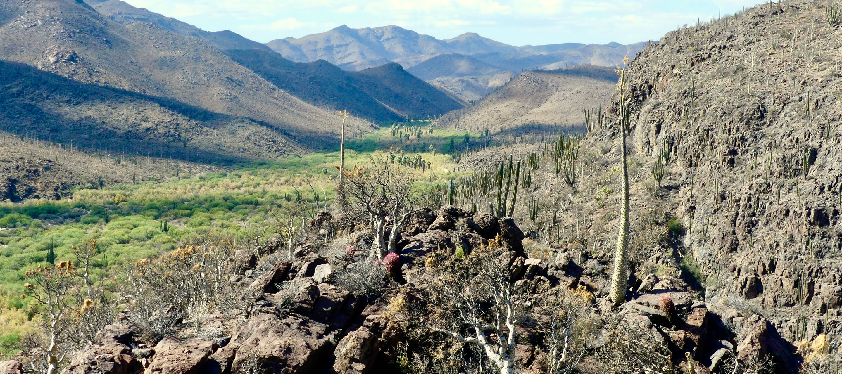 Un coeur verdoyant en plein désert