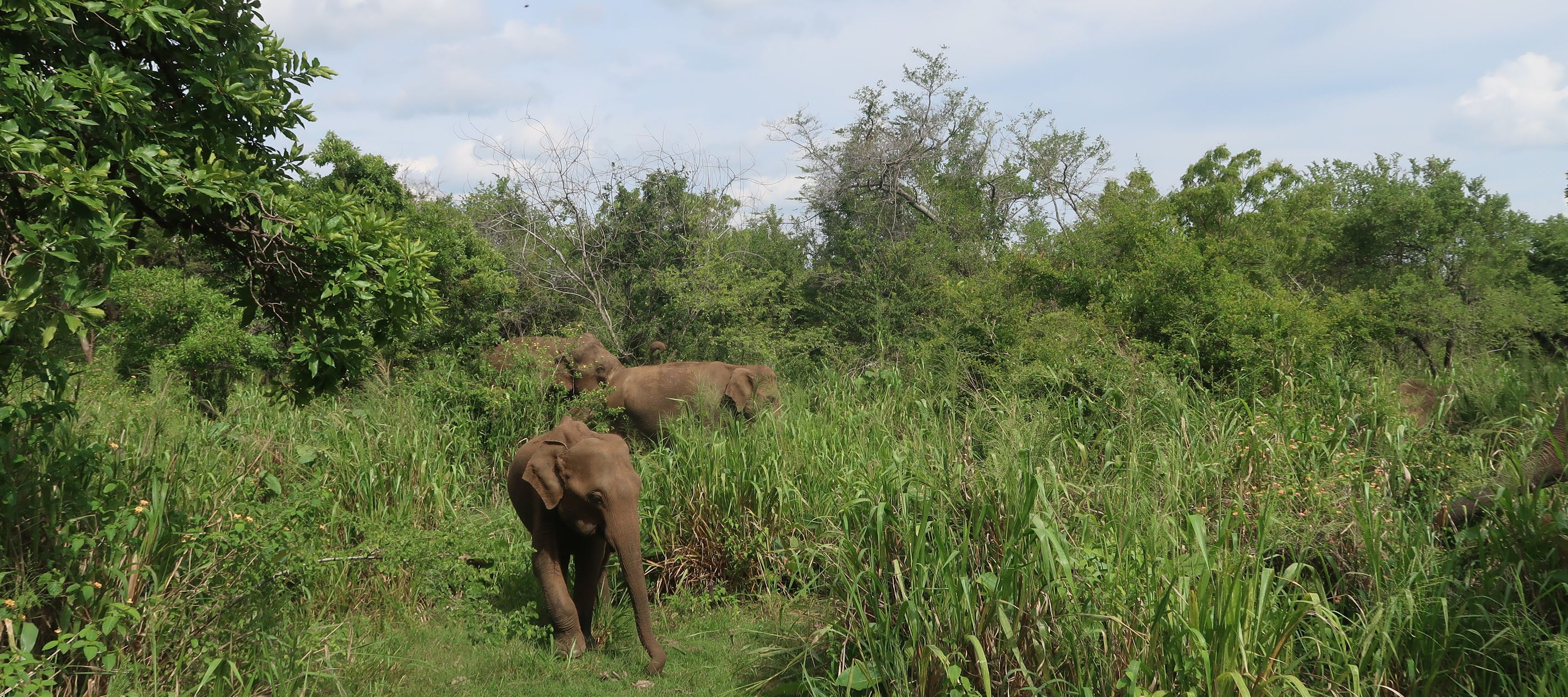 Elefanten in Sigiriya