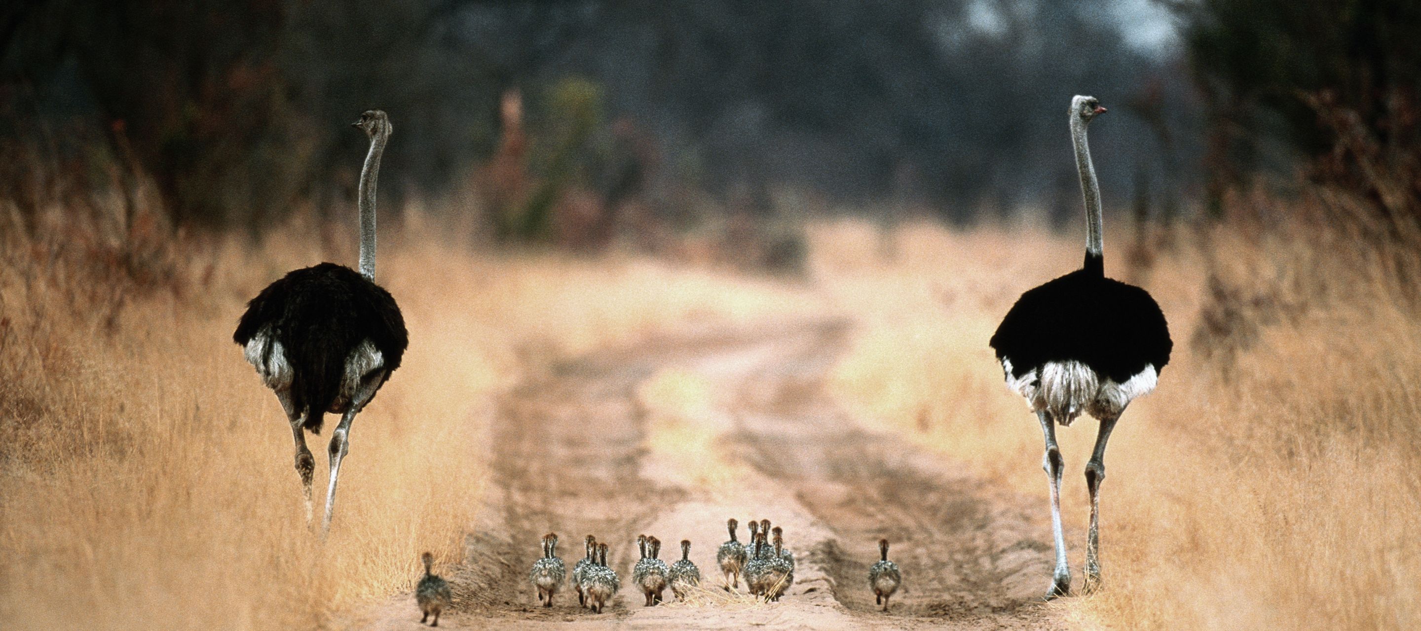Zwei männliche Strausse flankieren die Jungtiere
