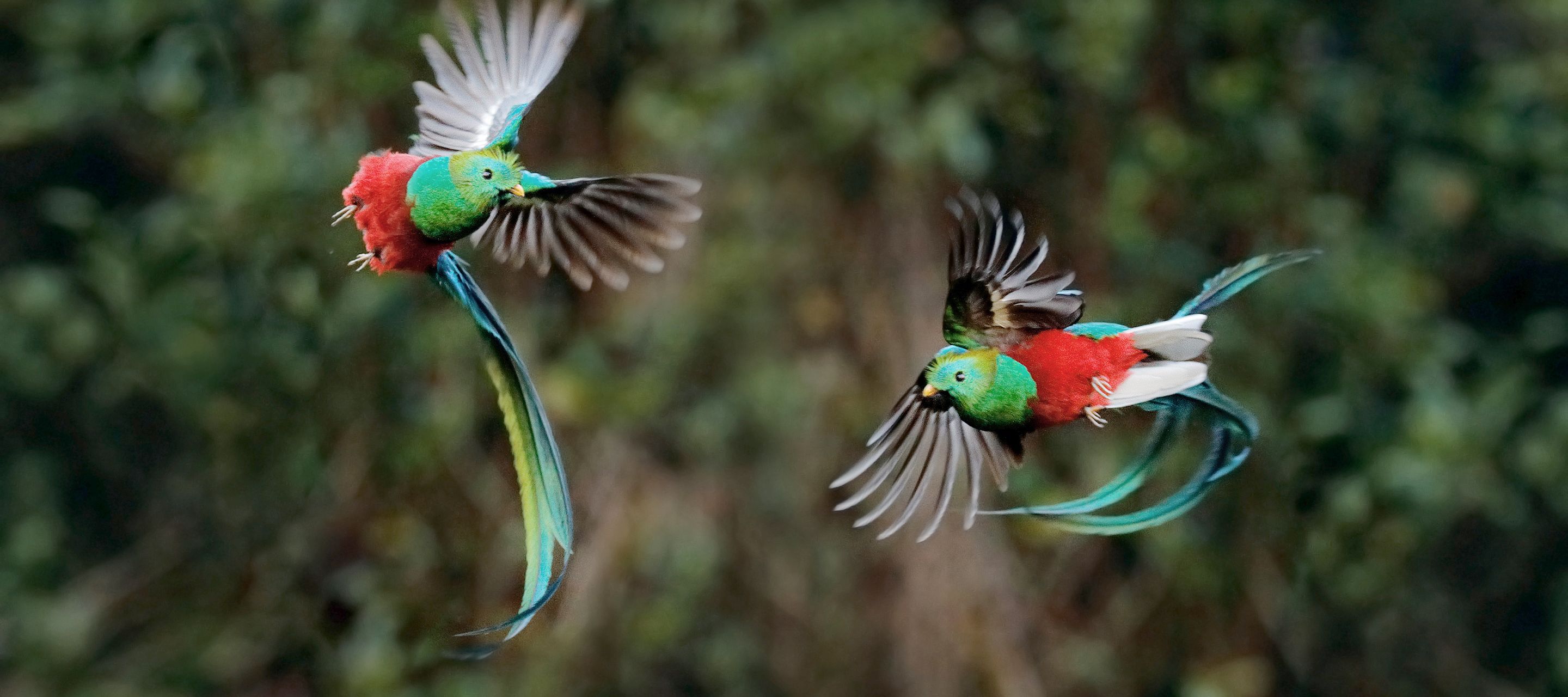 Tanz der Göttervögel