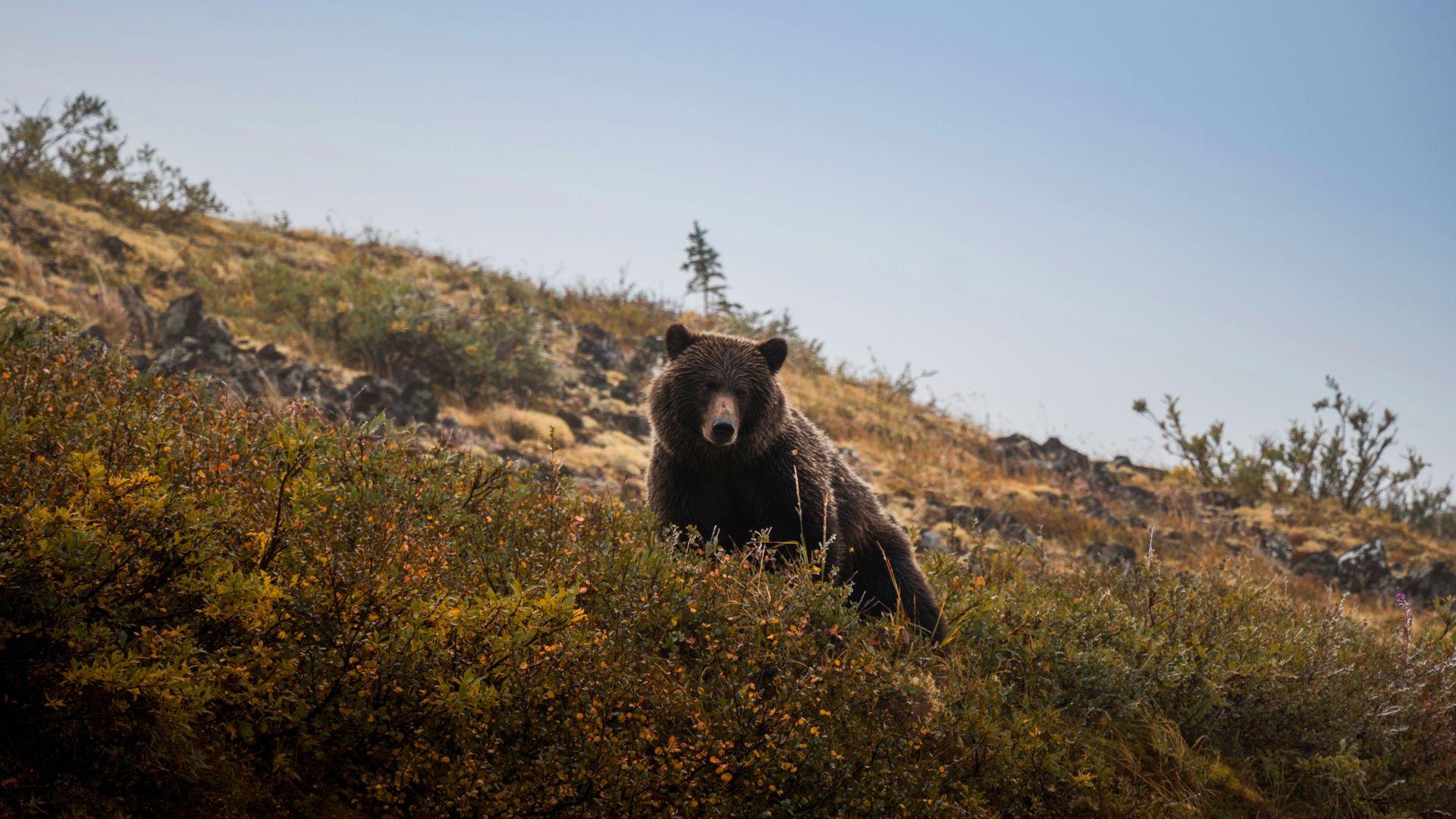 Une rencontre ordinaire dans le Yukon.