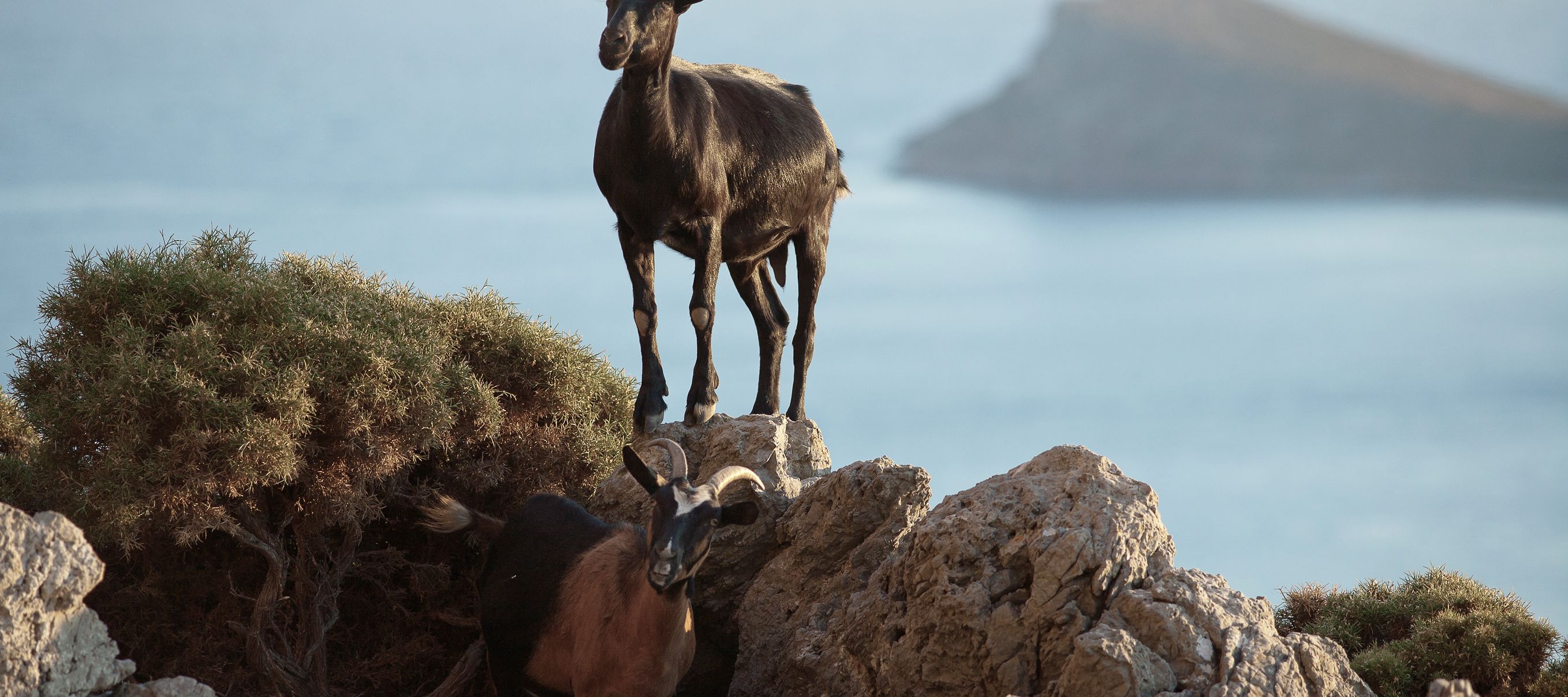 Ziegen sind auch auf Kalymnos allgegenwärtig.