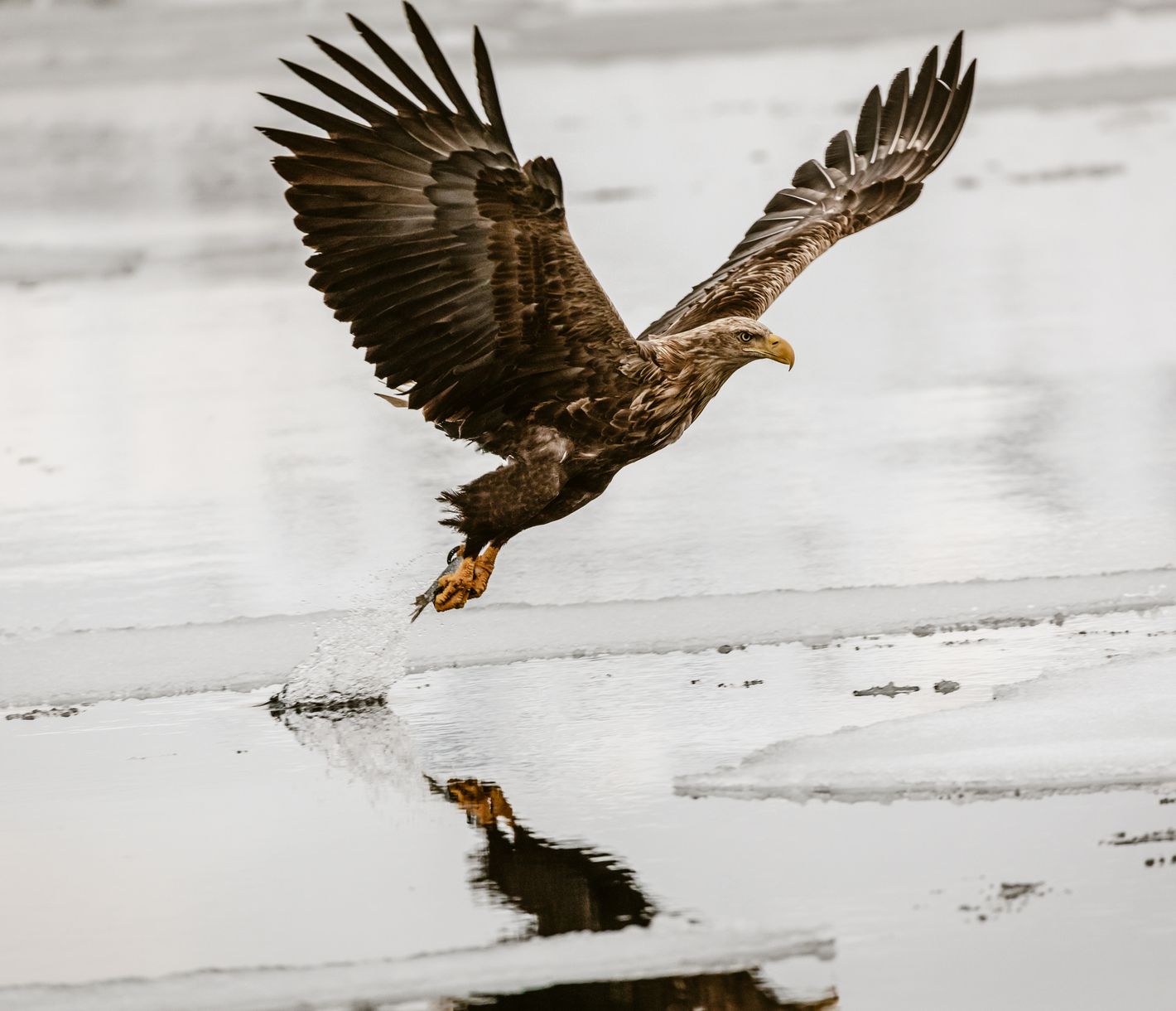 Seeadler und Wildlife rund um Sommaroy