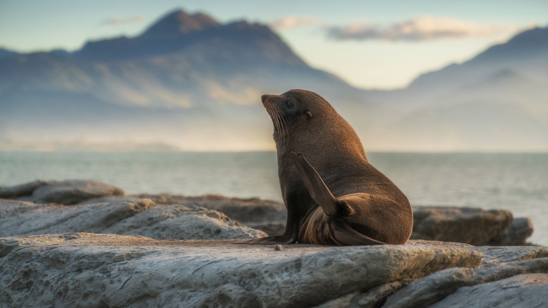 Des otaries à fourrure qui posent